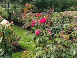 Розы в Собственном садике Александры Федоровны