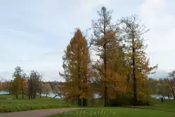 Золотая осень в Екатерининском парке, фото 54