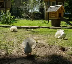 Белые голуби, мини-зоопарк на Елагином острове