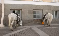 Лошадки отдыхают