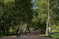 Аллея в Александровском парке