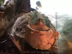 Бахромчатая черепаха (матамата)