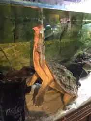 Бахромчатая черепаха высунула нос на поверхность чтобы подышать