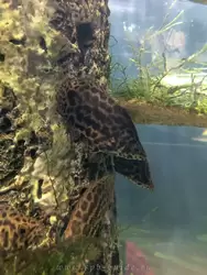 Ктенопома леопардовая