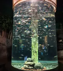 Радужницы - большой круглый аквариум