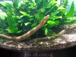 Рыба-змея (каламоихт калабарский)