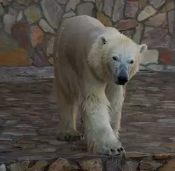 Белый медведь в зоопарке Петербурга