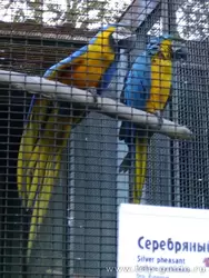 Попугаи в Петербургском зоопарке