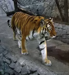 Тигр в зоопарке Санкт-Петербурга