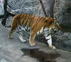 Тигр в зоопарке Санкт-Петербурга