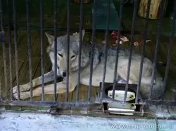 Волк. Зоопарк в Петербурге
