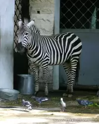 Зебра в Санкт-Петербургском зоопарке