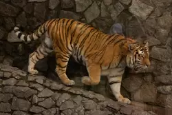 Зоопарк в Санкт-Петербурге, амурский тигр