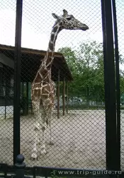 Зоопарк в Санкт-Петербурге, жираф